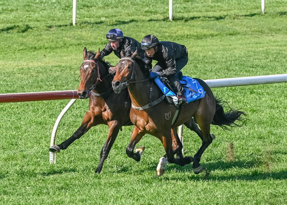 Lot 101: Staphanos (JPN) / Pressera